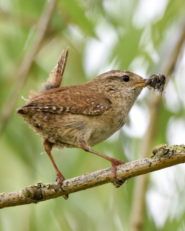 Garrett_Design's tweet image. Turns out wrens are busy as ever on bank holidays as I could see from watching this mother making multiple trips to collect all manor of critters to feed her young. @BBCSpringwatch #springwatch @Natures_Voice @WildlifeTrusts