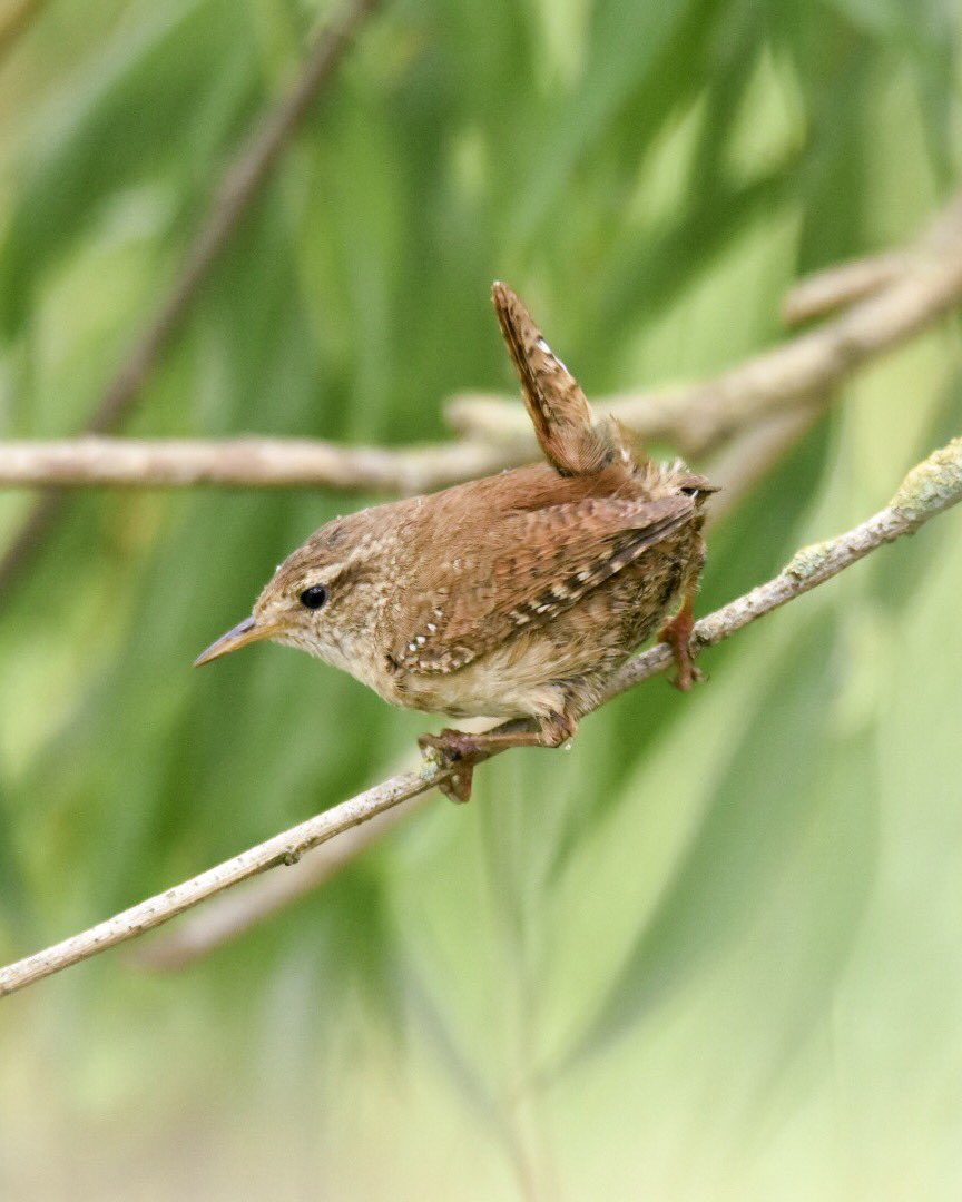 Garrett_Design's tweet image. Turns out wrens are busy as ever on bank holidays as I could see from watching this mother making multiple trips to collect all manor of critters to feed her young. @BBCSpringwatch #springwatch @Natures_Voice @WildlifeTrusts
