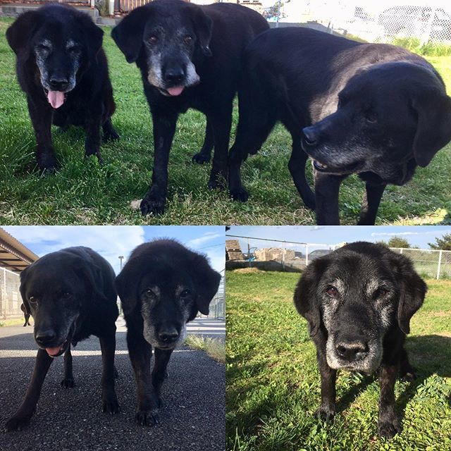 那須どうぶつ王国 今年もきょうだい揃ってお誕生日を迎えることが出来ました 16歳おめでとう 那須どうぶつ王国 Nasuanimalkingdom ラブラドールレトリバー はちべえ キラ デイジー 兄弟犬 老犬 引退犬 T Co Jruosnqgmq Twitter 那須どうぶつ王国 今年もきょうだい揃ってお誕生日を迎えることが出来ました 16歳おめでとう 那須どうぶつ王国 Nasuanimalkingdom ラブラドールレトリバー はちべえ キラ デイジー 兄弟犬 老犬 引退犬 T Co Jruosnqgmq Twitter