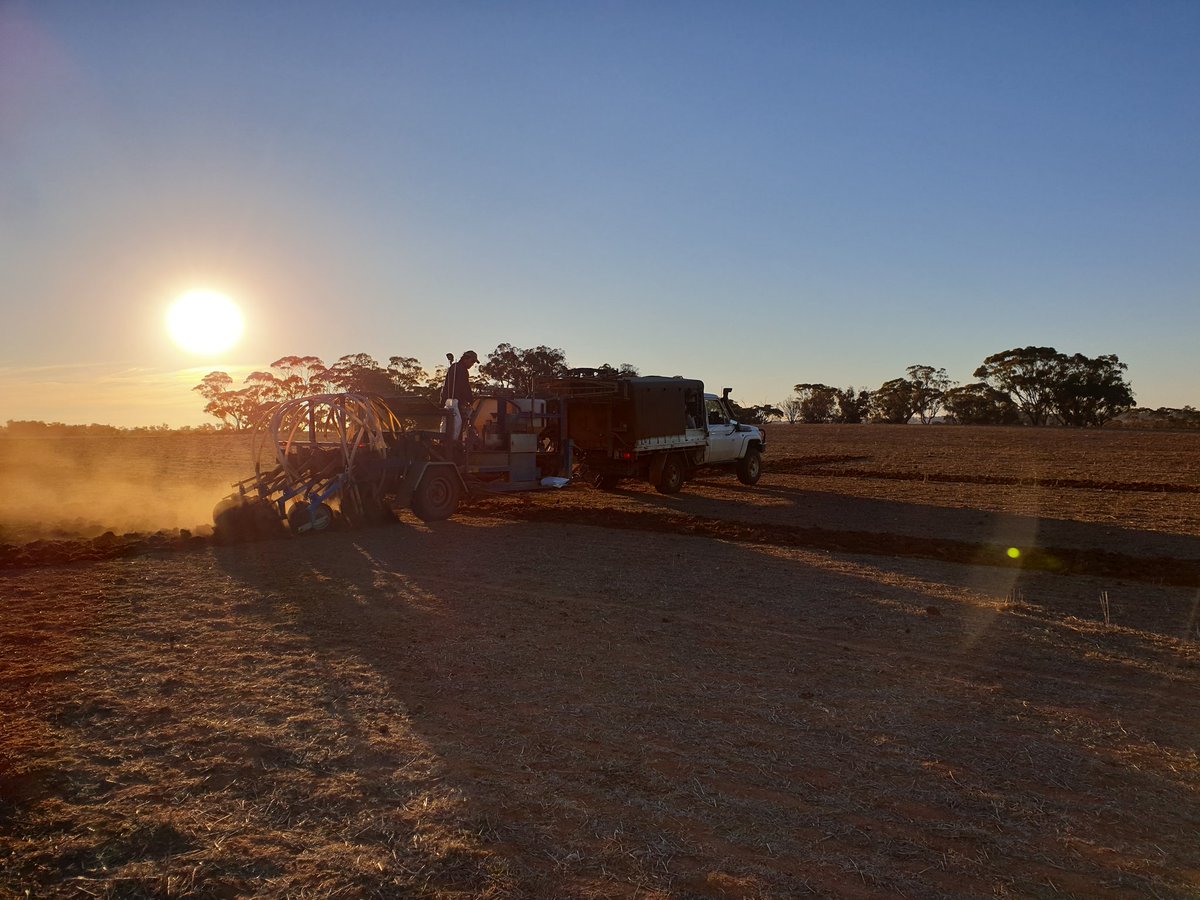 DirtSouthern's tweet image. The start of a new venture. Small plot Flax trial at Wagin. Keep watching...