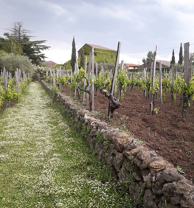 Tenuta Moscamento - century vineyard with limited produttori of Etna DOC - nerello mascalese and nerello cappuccio - carricante and catarratto 
#winetime🍷#winelover #winetour #touroperator #exclusiveplace #etnawine #limitedproduction #luxurylife #etnadoc #mineral #volcanicwine