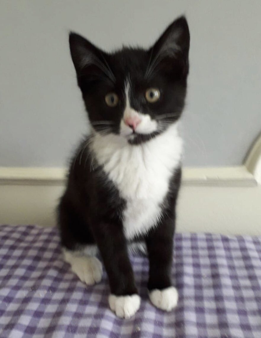 37 Bengal Cat Rescue Seattle Collection