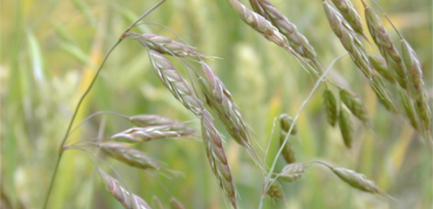 New field lab: Controlling bromes and preventing herbicide resistance. Brome weeds are wide-spread across all cereal growing areas of the UK and are becoming increasingly problematic and hard to control. Find out more by visiting adas.uk/News/new-field…