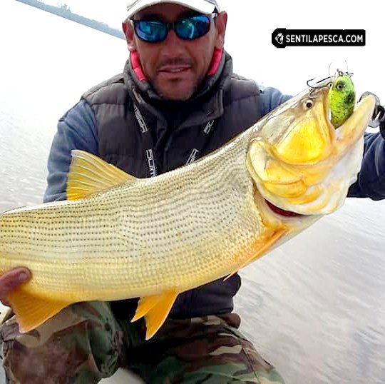 Sentilapesca's tweet photo. #VillaParanacito | Terrible fiesta de #dorados, media tarde de ayer y medio día de hoy, probando los nuevos #señuelos de #Donkb. El agua del #Guazu se limpió y esto se puso muy bueno By #DaviddelValle
.
#PescaDeportiva #Embarcados #EntreRios #Bait #ConSeñuelo #ConDevolucion https://t.co/jAODPSdGFJ