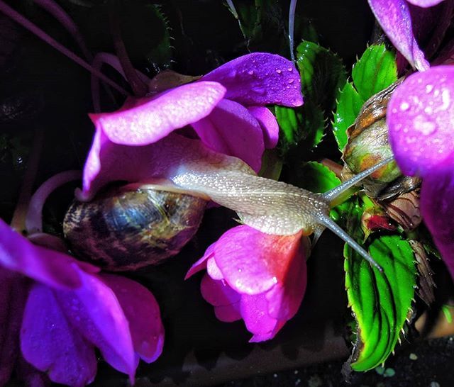 #snail #nature  #wildlife #frogsofinstagram #macro #naturephotography #Schnecke #riverlife  #macro_creature_feature #photography  #wildlifephotography  #photooftheday #nature_wizards #exoticpets #nature_photo #nature_special_ #macrogardener #macro_creatu… bit.ly/2QF51hD
