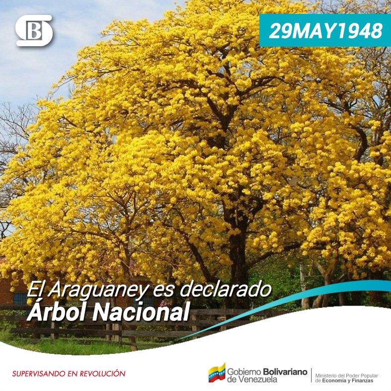 SudebanInforma's tweet photo. #Efemérides || Tal día como hoy se declaró el Araguaney como árbol nacional, como tributo a su extraordinaria hermosura. Su nombre científico es una combinación de origen indígena y griego, Tabebuia Chrisantha que significa voz de oro. https://t.co/LqppXbzgdz
