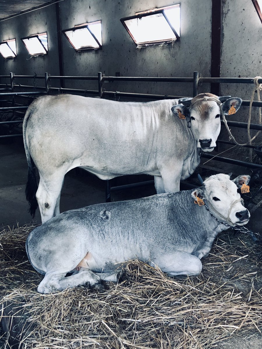 Interbev_Oc's tweet image. #madeinviande #laviande #interbev Les jeunes du CFA de Foix à la découverte de la filiere du boeuf gascon Label Rouge au Mas d Azil chez  la famille Respaud habituée des concours