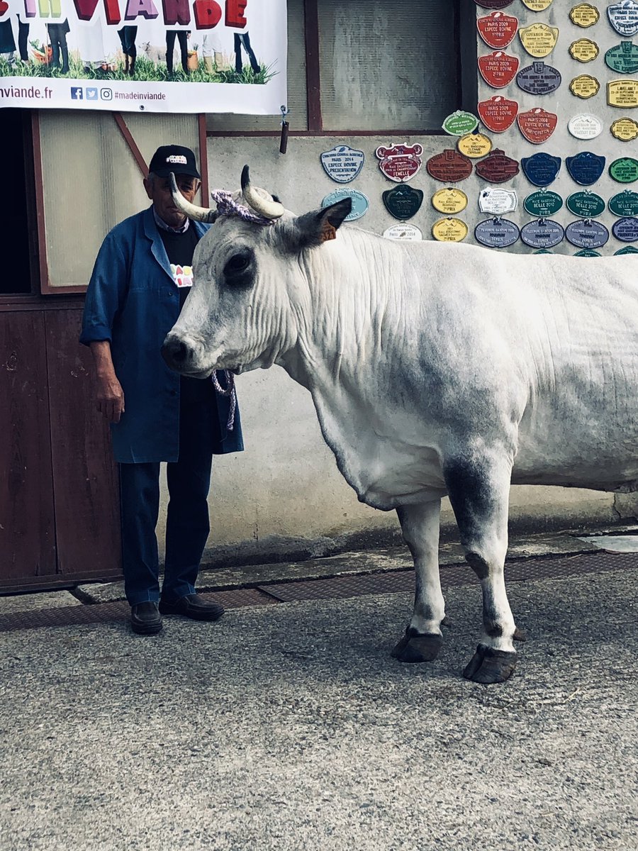 Interbev_Oc's tweet image. #MADEinVIANDE #interbev #laviande Présentation des animaux gascons : les jeunes sont séduits. Ca se passe chez la famille Respaud au Mas d Azil!