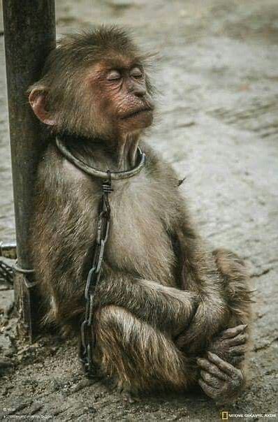 #ThoughtOfTheDay 

'I believe the greatest privilege in this world is to use your freedom of speech for those who have no voice' ~ @RickyGervais.

There is NO excuse for #AnimalAbuse EVER!!
