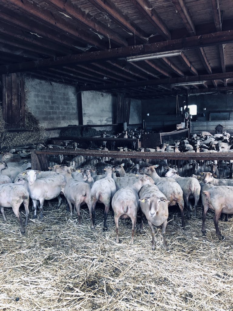 Interbev_Oc's tweet image. #madeinviande #interbev #laviande Après les boeufs gascons les eleveurs gascons présentent les agneaux de race montagne noire. Superbe travail de préparation avec des races adaptées au territoire