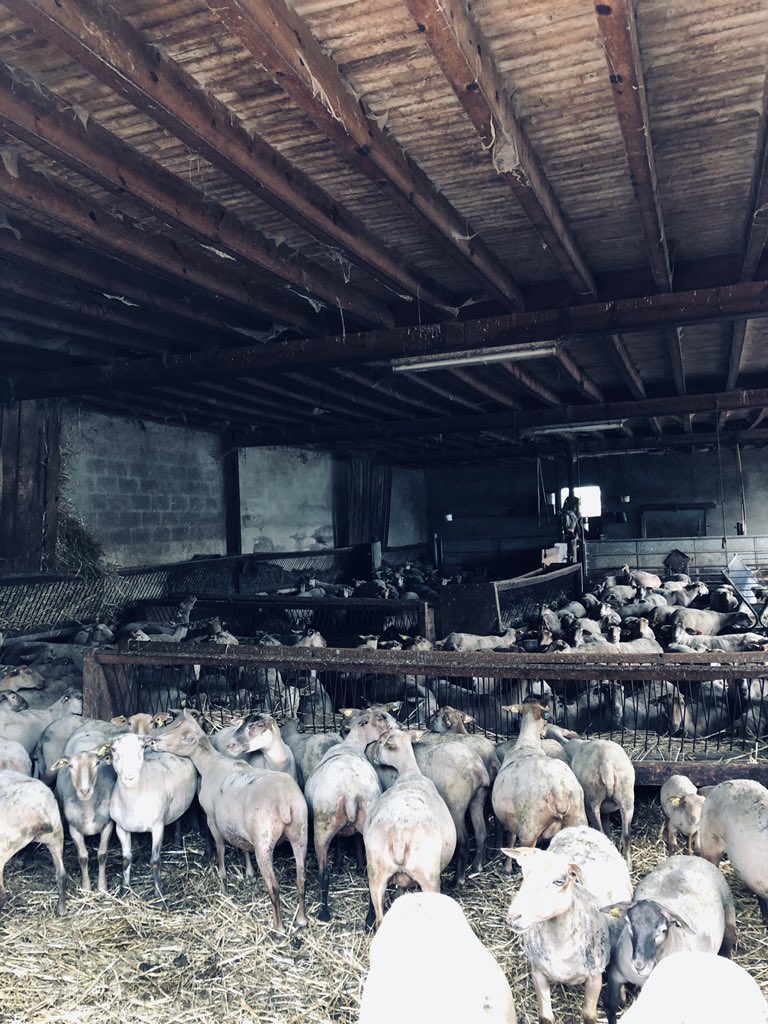 Interbev_Oc's tweet image. #madeinviande #interbev #laviande Après les boeufs gascons les eleveurs gascons présentent les agneaux de race montagne noire. Superbe travail de préparation avec des races adaptées au territoire