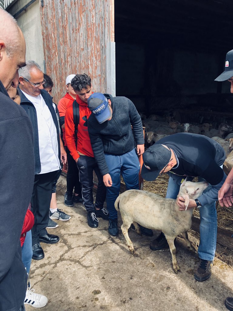 Interbev_Oc's tweet image. #madeinviande #interbev #laviande Après les boeufs gascons les eleveurs gascons présentent les agneaux de race montagne noire. Superbe travail de préparation avec des races adaptées au territoire