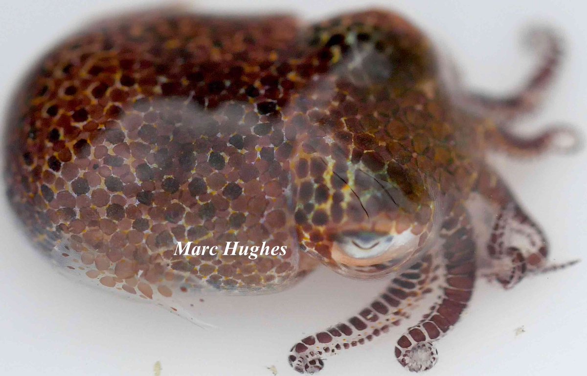 maczooid's tweet image. A presettlement planktonic 𝘌𝘶𝘱𝘳𝘺𝘮𝘯𝘢 𝘴𝘤𝘰𝘭𝘰𝘱𝘦𝘴 is a much more complex cephalopod than its size implies.
A “firewall” allows only one species of bacteria to inhabit its special light organs. Biomimicry applications using this selection process will be avant-garde.