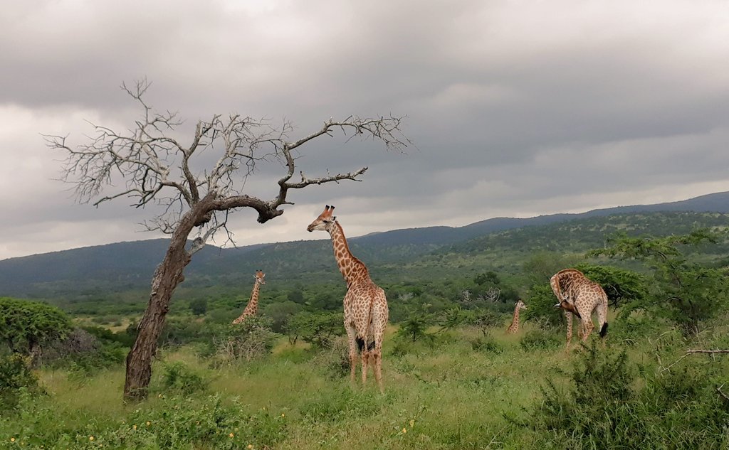 CeecesTravel's tweet photo. Good Morning World 🌱🌍

You can travel the world, and see it's sights, but #Africa will always travel with you 🌇🦁☀️🇿🇦🌈 

Let's Go! Crush them goals and travel adventures today! 

🍃🍂🌼🐞🐝🐜🌱🌷 

📸: @CeecesTravel https://t.co/mHeopV6pzY