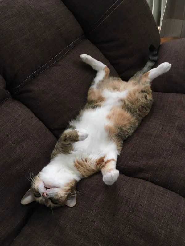 対比がｗｗ猫を駄目にするソファとソファを駄目にする猫ｗｗ