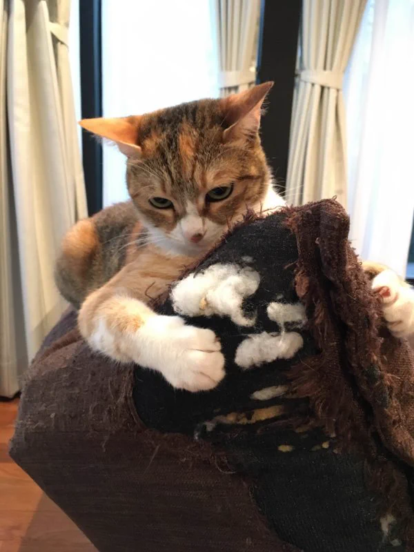 対比がｗｗ猫を駄目にするソファとソファを駄目にする猫ｗｗ