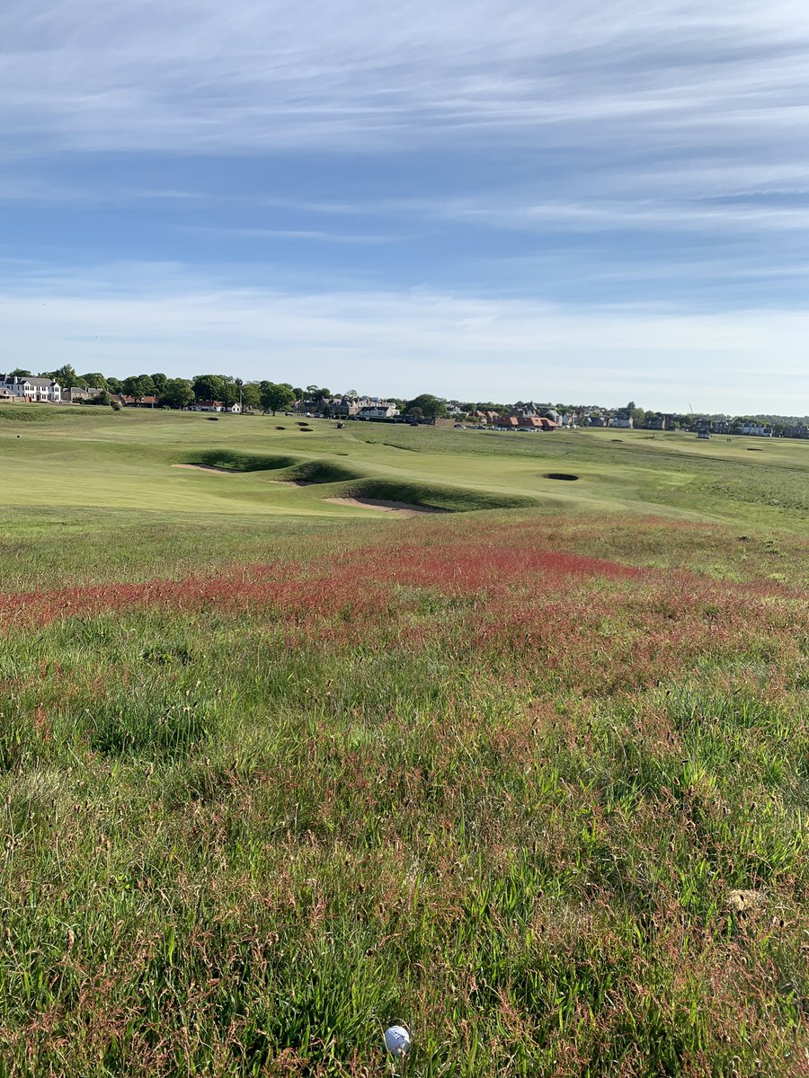 purelinksgolf's tweet photo. #roughmanagement 5 years ago this would be guaranteed lost ball territory, now its fescue dominated. Itβs a win, win, win situation @GullaneGolfClub golfers happy, ecologist happy makes the #Greenkeepers happy π https://t.co/EG7M20KOov