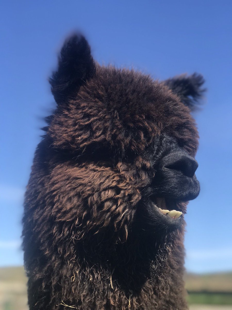 Yes Bertie it is a beautiful day #alpaca #black #sunshine #summercoming #NorthYorkshire #littlealpacacompany