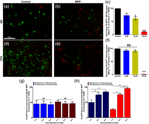 IDG_Wurst's tweet photo. Differences in '#strocytes of #substantianigra and VTA might underlie the selective #degeneration or protection of #dopaminergic neurons in #Parkinson. Focus beyond neurons! https://t.co/b66yCIXUfi @Parkinsons_Bio  @DZNE_en @HelmholtzMucEn @dibenedetto_lab @Kizil_Lab_DZNE https://t.co/pFz6Sd3UgC