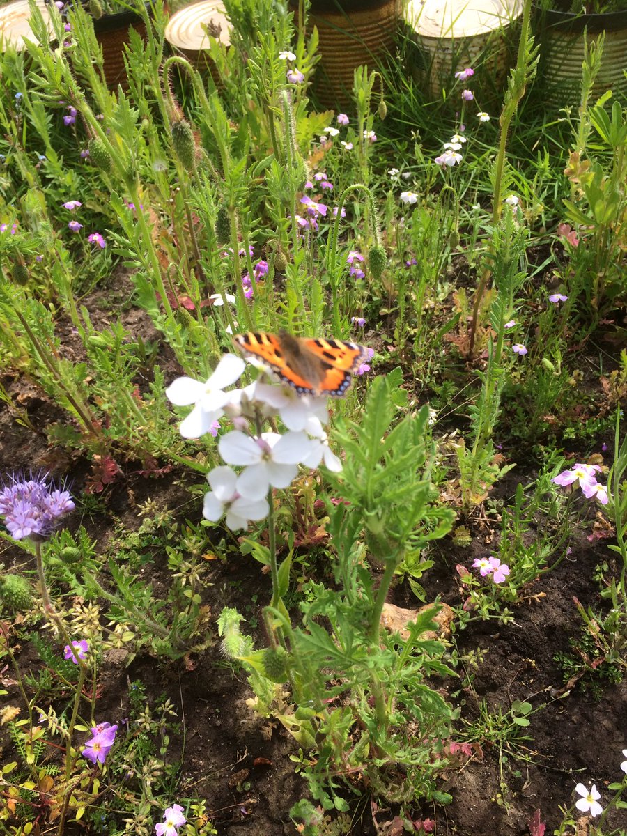 LtL_Pollination's tweet photo. Made a visit to one of our schools on Friday - great to see St Albans Primary School, Havant building on their @HeritageFundSE funded @LtL_Pollination &amp; @NGeografic funded #xPolli projects. https://t.co/aH4kt0E1YC