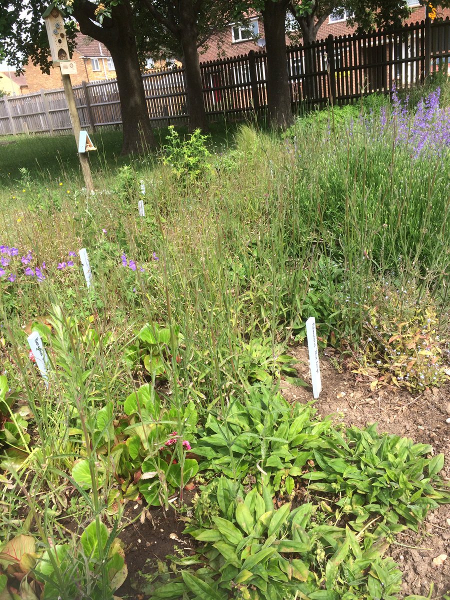 LtL_Pollination's tweet photo. Made a visit to one of our schools on Friday - great to see St Albans Primary School, Havant building on their @HeritageFundSE funded @LtL_Pollination &amp; @NGeografic funded #xPolli projects. https://t.co/aH4kt0E1YC