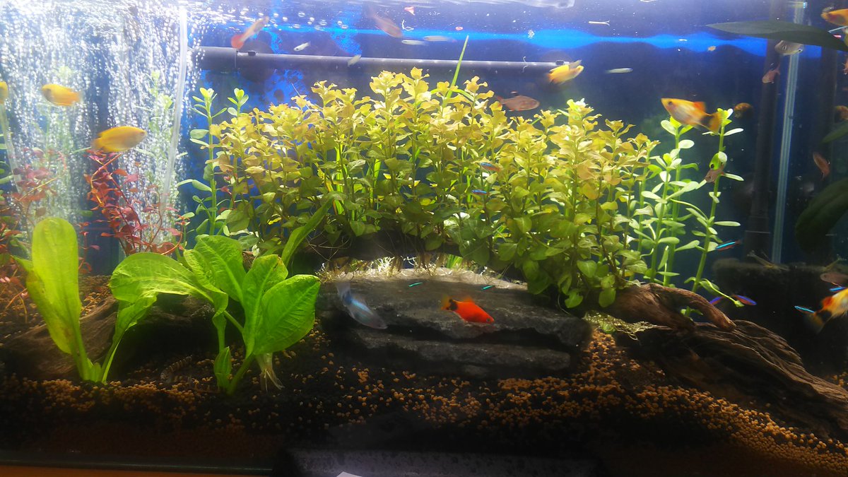 串揚げ酔っ笑 小田急相模原 先日元スタッフの方が新江ノ島水族館のバイトさんを連れて 酔っ笑の水槽をリニューアルしてくれました 熱帯魚も楽しめる串揚げ立ち飲み屋は 恐らく 酔っ笑だけ ぜひ見に来てください 小田急相模原 オダサガ 串揚げ 串揚げ酔っ笑 小田急相模原 先日元スタッフの方が新江ノ島水族館のバイトさんを連れて 酔っ笑の水槽をリニューアルしてくれました 熱帯魚も楽しめる串揚げ立ち飲み屋は 恐らく 酔っ笑だけ ぜひ見に来てください 小田急相模原 オダサガ 串揚げ