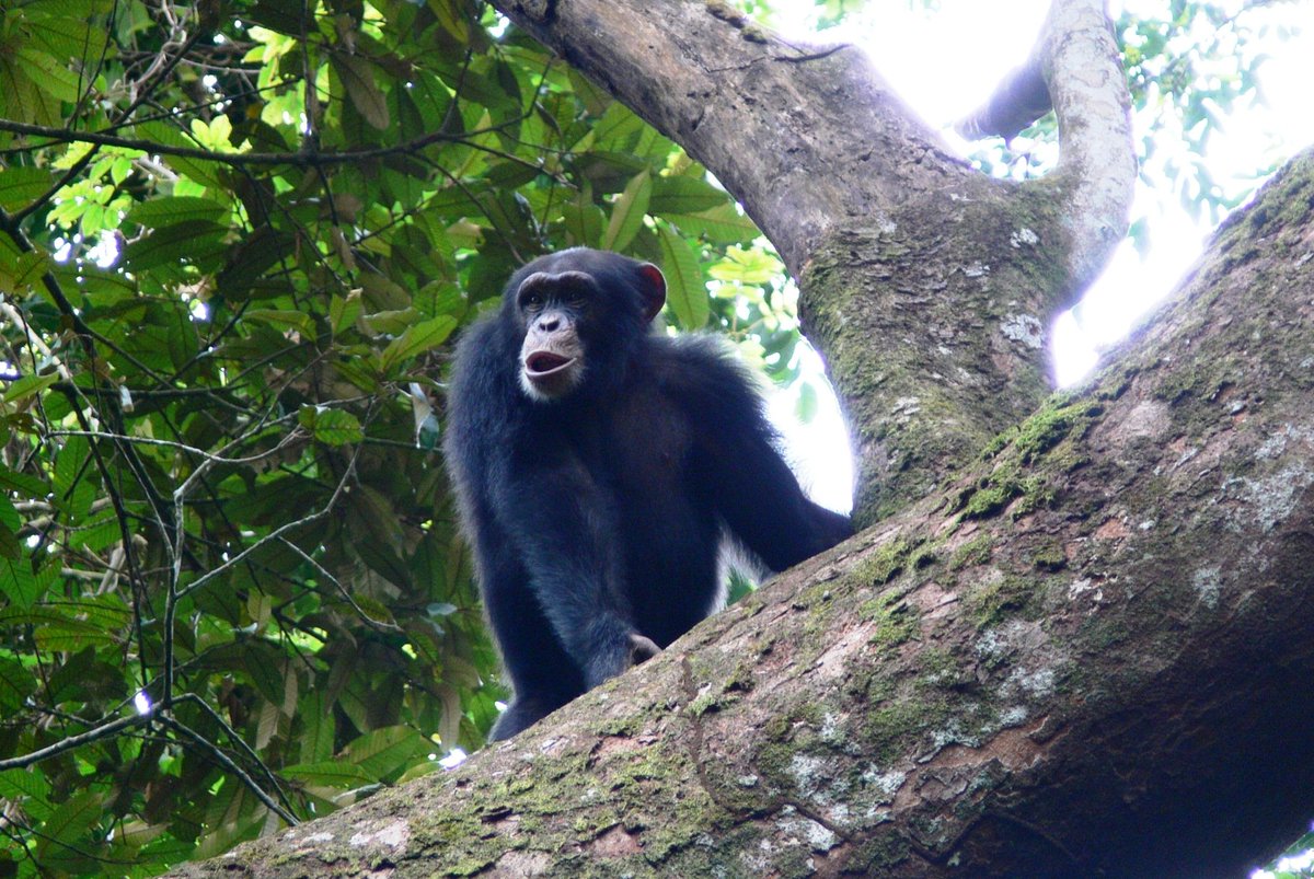 Gates_Cambridge's tweet photo. A new study by @KathelijneKoops finds the first evidence that #chimpanzees regularly fish for and eat #crabs - https://t.co/nDgsQ2QpKZ @camalumni @stjohnscam @CamBioanth https://t.co/q1g8uqTKRk