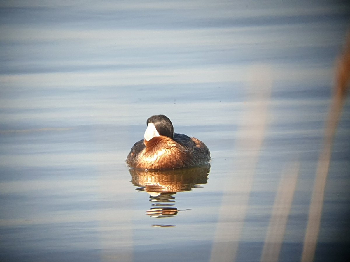Roodhalsfuut slapend tussen het riet op #KrammerVolkerak. Al jaren achter elkaar een territorium. Teken van helder, schoon en waterplantenrijk water. #zoeteparel