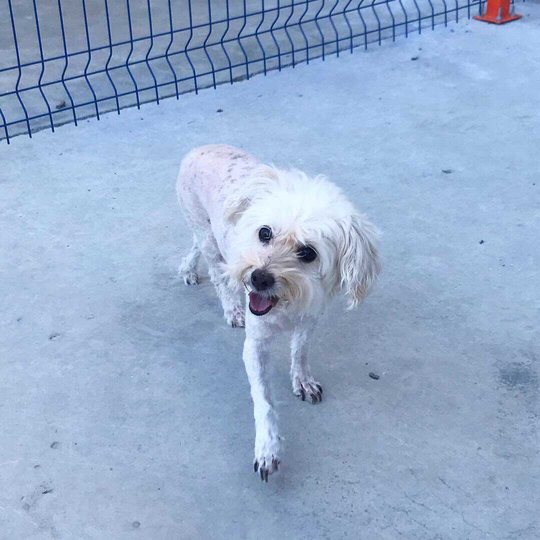 Cancan çok yakışıklı olmamış mı🐾♥️
#petkuaförü #köpekkuaförü #köpekbakımı #ankaraacilveteriner #ankaraveteriner #çankayaveteriner #dogslovers #hayvanseverler #köpekseverler