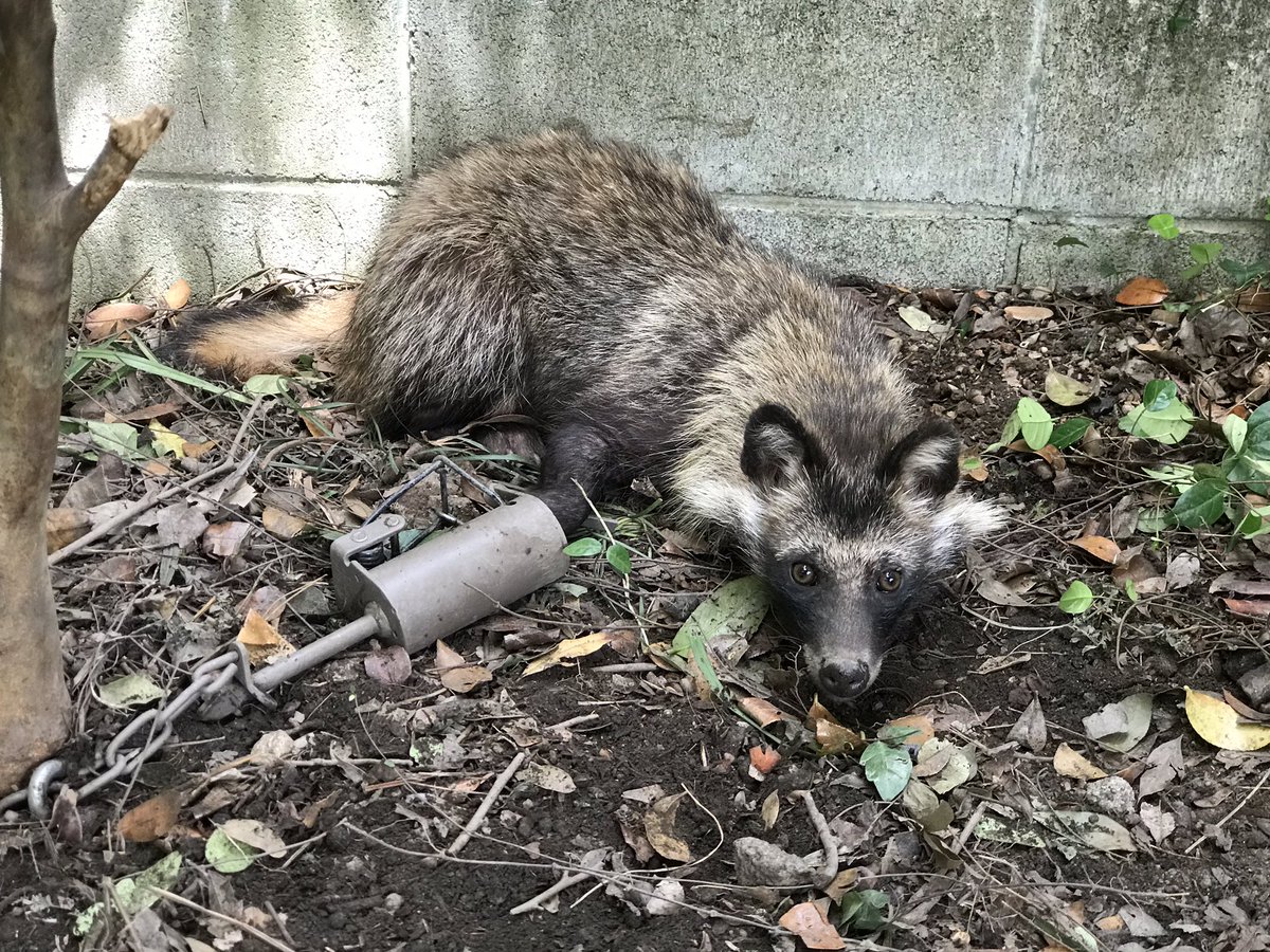 新型アラホールアライグマ専用罠