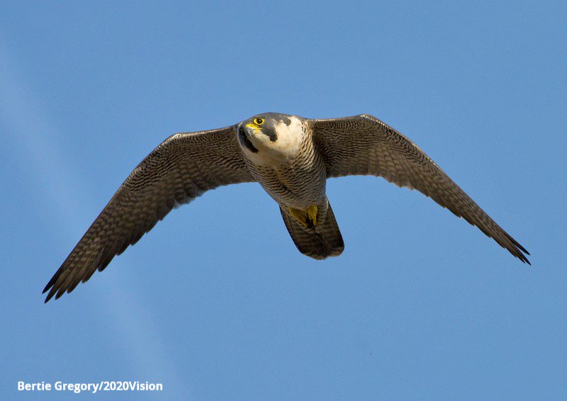 LeicsWildlife's tweet photo. Join us today between 11-4 for a FREE fun-filled family event with @LeicsPeregrines. Get a close up view of these impressive birds and their chicks and take part in a range of fun activities including a quiz trail, competition, peregrine crafts, games and more! #leicesterevent https://t.co/QHLyhMzEaV