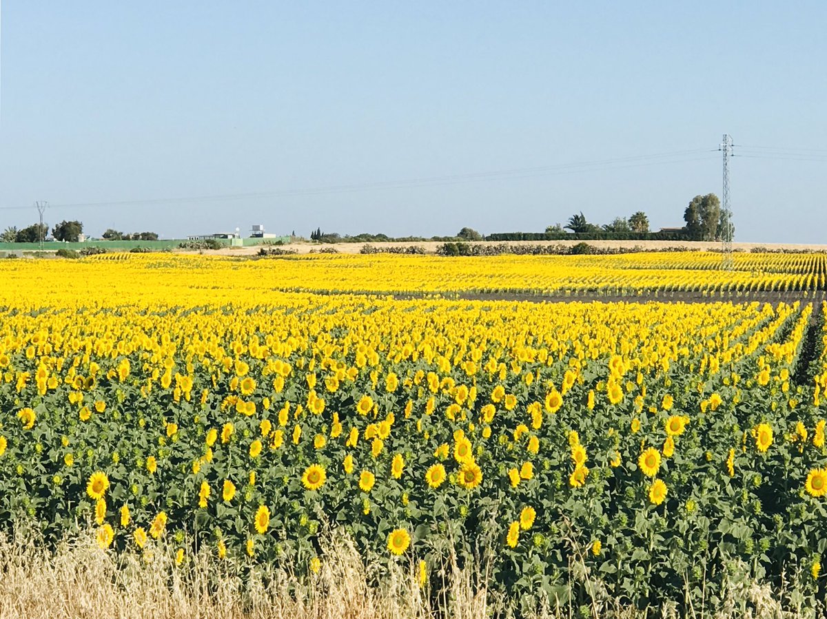 RT TurismoRota: Ya están los #camposderota llenitos de preciosos #girasoles🌻y nos encanta ! #descubrerota #disfrutarota #campiña  #paraiso #primavera #elveranoyallego #felizmiercoles ! Beautiful #sunflowers to brighten our day at the #rotafields  Via:…