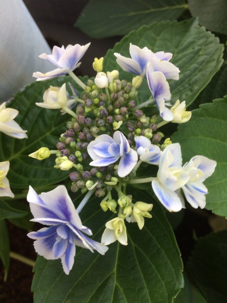 ciel alencon シエル 札落ちでコンペイトウか銀河か分からなくなってたけど真ん中の両性花の咲き方で判明 写真 から 銀河 コンペイトウ コンペイトウスマイル 紫陽花って葉が落ちると札も一緒に落下するから工夫が必要ねw 園芸 ciel alencon シエル 札落ちでコンペイトウか銀河か分からなくなってたけど真ん中の両性花の咲き方で判明 写真 から 銀河 コンペイトウ コンペイトウスマイル 紫陽花って葉が落ちると札も一緒に落下するから工夫が必要ねw 園芸