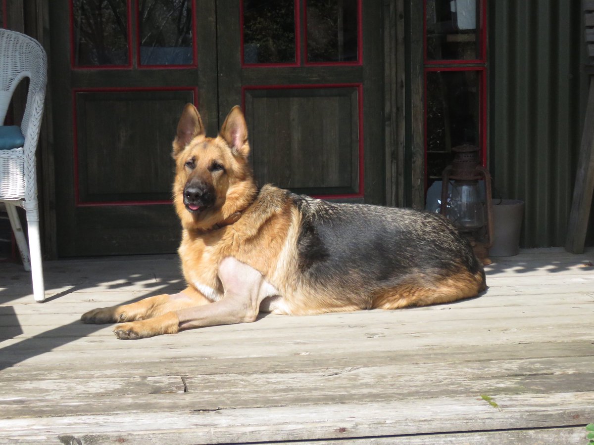 Oldburkie's tweet image. SA19 Pauls Abseil from the Falkirk Wheel - Online fundraising Service sponsorme.co.uk/paulburke/sa19… please sponsor me to help Herman Shepherd dogs find a new home. Not all dogs are as lucky as my dog Kush.  Thanks Paul