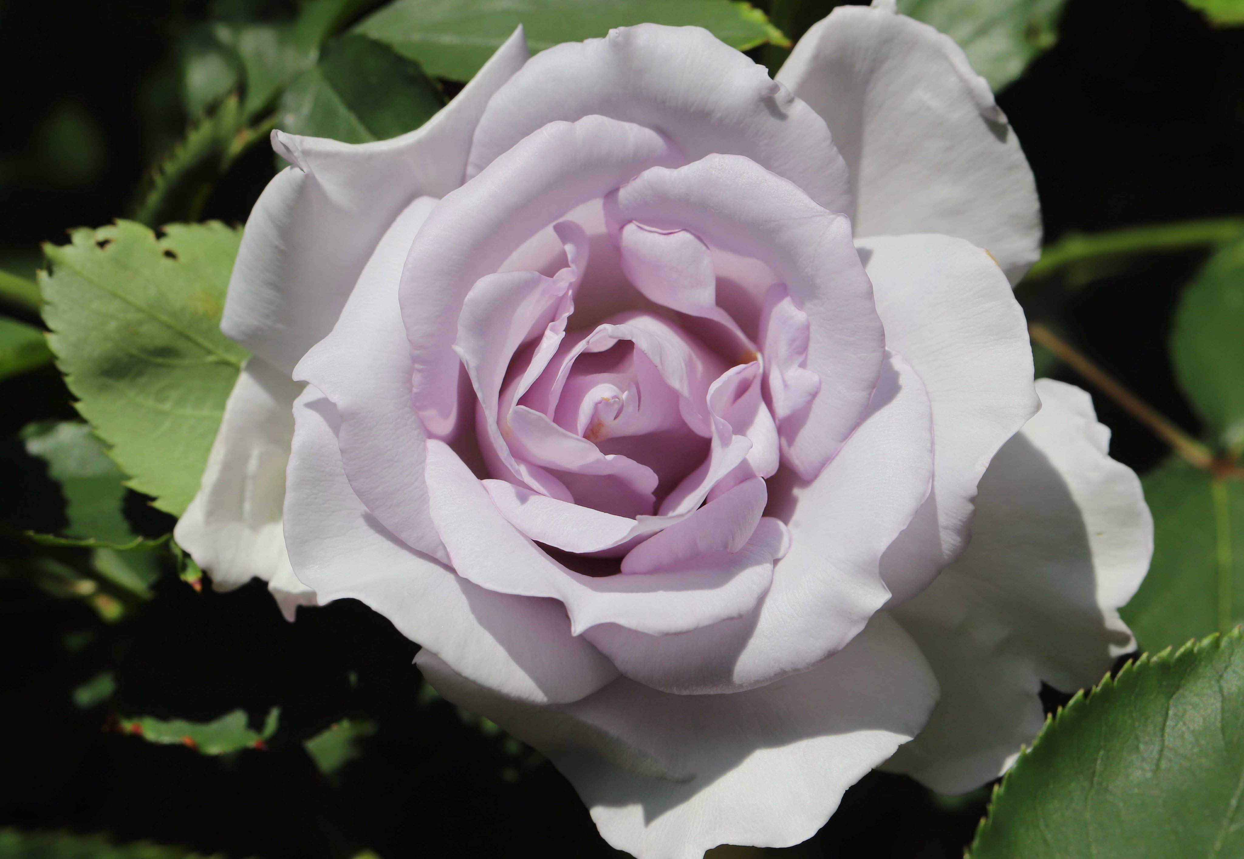 تويتر 片柳弘史 على تويتر ちょっと珍しい 薄紫色の薔薇の花 ミスティー パープル という品種だそうです T Co 1jckwz4jnu