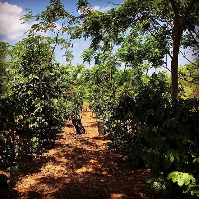 BeanThereCoffee's tweet photo. Grown under indigenous shade trees on the slopes of Mount Gorongosa, these coffee trees are the start of a budding coffee economy. They’ve survived civil war and floods and are part of a project to help reforest Gorongoza National Park.
#coffee #exceptio… https://t.co/x24cwbZewh https://t.co/FAi3IWGEbu