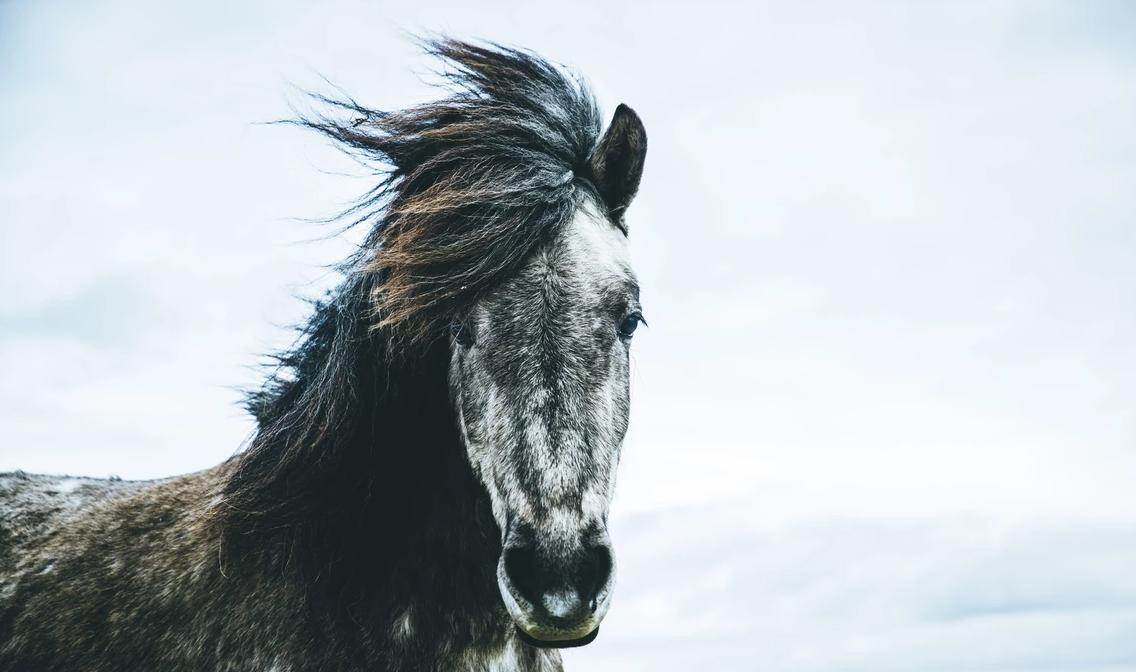 Wix's tweet photo. This horse has a cooler hairdo than most of the people we know! 🐴

📸: Brigitta Stefans (@birgittastefans) >> https://t.co/N69kK4JMes

Follow Wix Photography on Instagram to discover photographers from around the 🌎 >> https://t.co/lAQ2RmVHNz 

#DailyWixInspiration #Photography https://t.co/gc7xBq52Fp