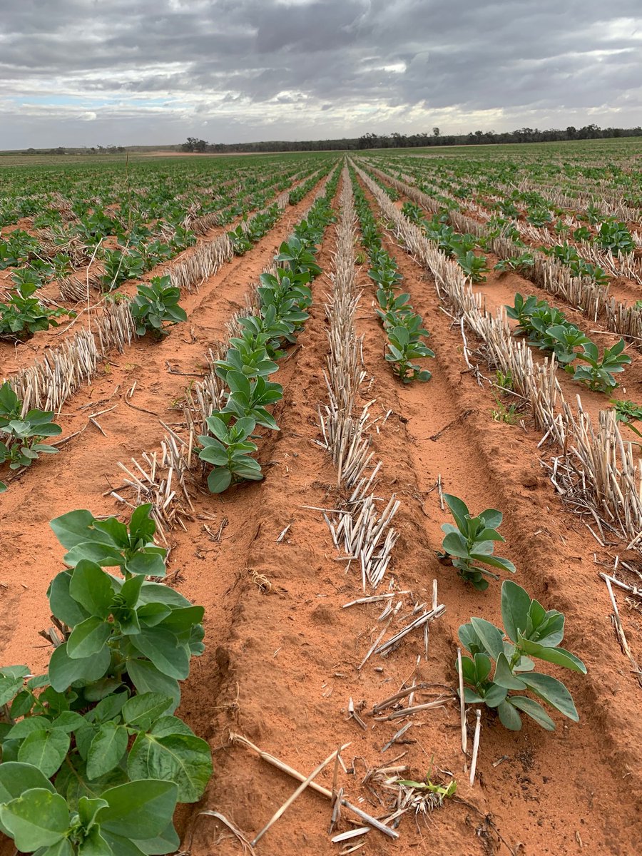 rick_rundell's tweet image. #marne beans in the Mallee #seedmaster ⁦@JasonBrand⁩