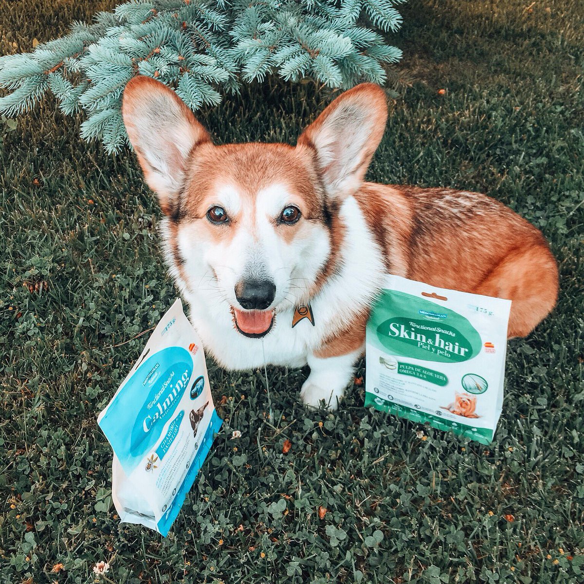 el_corgi's tweet photo. Estos son los snacks que mejor cuidan su piel 👉🏼 te lo contamos todo en nuestro post de blog #salud #perros 

https://t.co/jjZpvXNksa

@_mnatural https://t.co/b2bhpjX1QC
