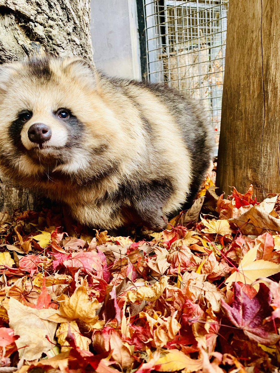 おびひろ動物園 公式 Di Twitter 幸福の日 には たぬき詰め合わせをお届け おびひろ動物園 エゾタヌキ Raccoondog Tanuki 今日のたぬき