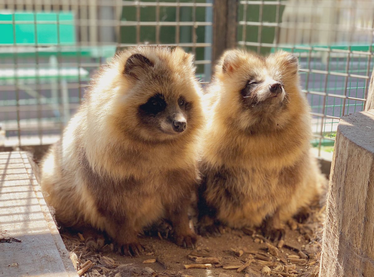 おびひろ動物園 公式 Di Twitter 幸福の日 には たぬき詰め合わせをお届け おびひろ動物園 エゾタヌキ Raccoondog Tanuki 今日のたぬき