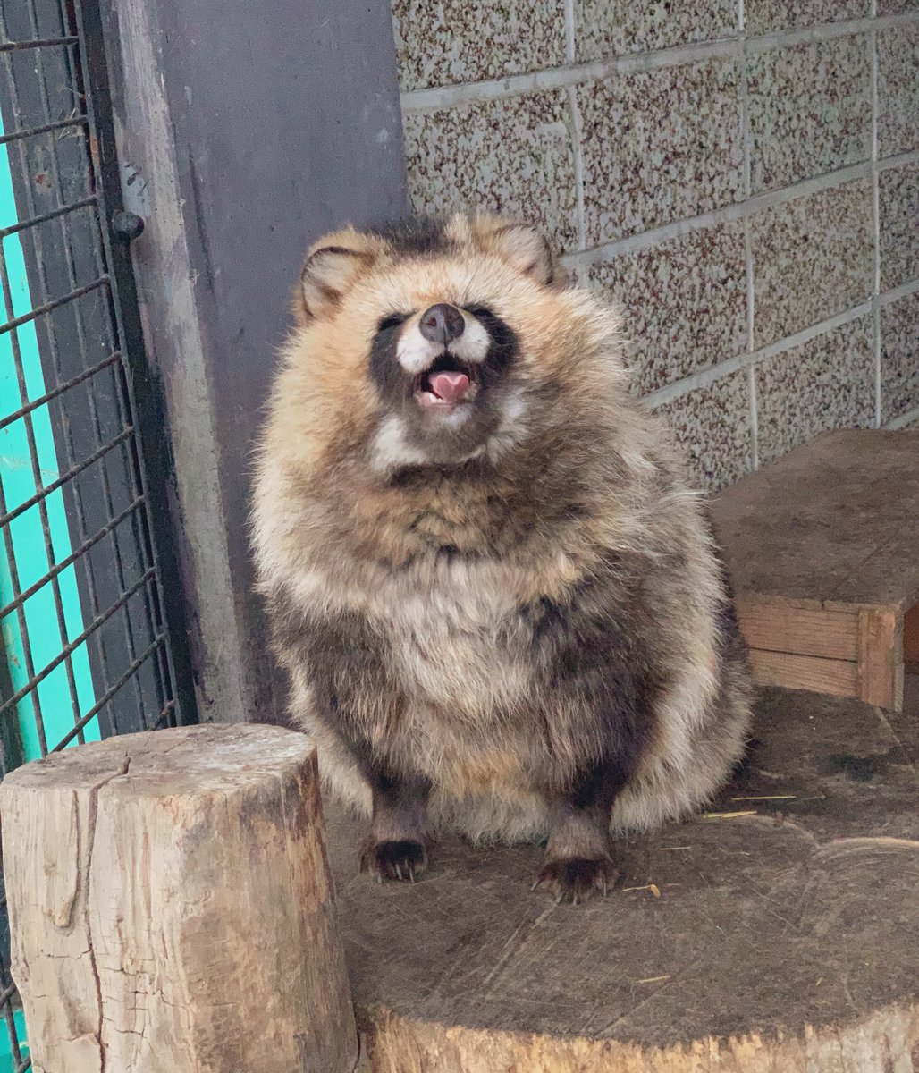 おびひろ動物園 公式 Di Twitter 幸福の日 には たぬき詰め合わせをお届け おびひろ動物園 エゾタヌキ Raccoondog Tanuki 今日のたぬき