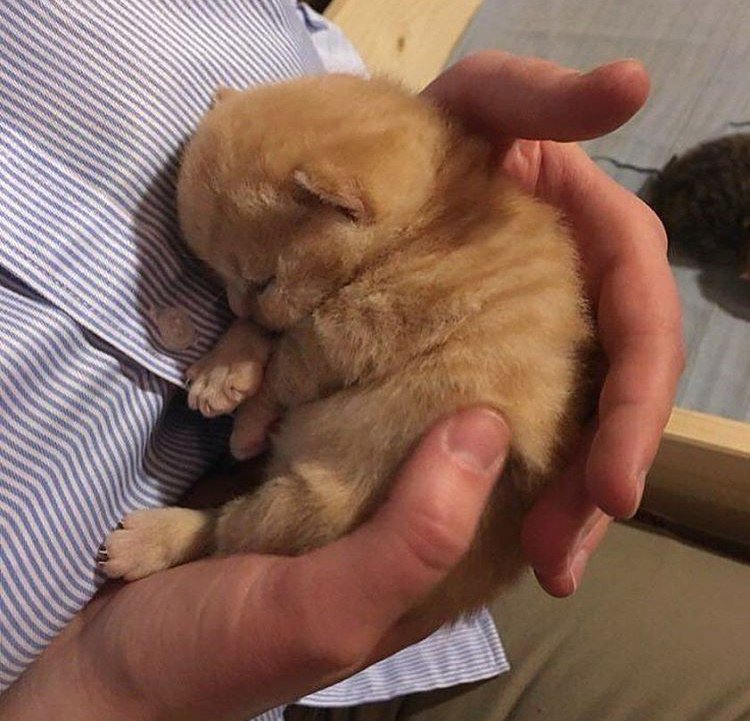 taketozheya's tweet photo. Это я совсем устал от экзаменов https://t.co/3NkHwJtOuX