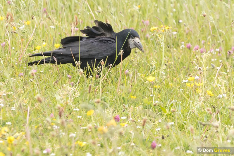domgreves's tweet photo. Rook rampaging across the South Downs, Sussex at the weekend. #Crowmageddon https://t.co/nFwOytApsy