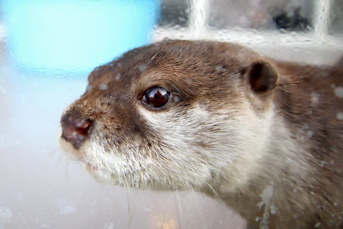 すべての動物画像 最高の日本 で 飼える 動物