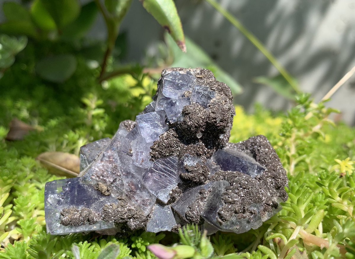 _crystalconnect's tweet photo. アーカンソー産クォーツ

ボルツバーン産フローライト

ブランドバーグ産ファントムアメジスト

ミナスジェライス産スモーキークォーツ
クラスタ

などなどウェブショップにアップしました🙋🏻‍♂️✨

Movie
https://t.co/aa7QV8vkks

Shop
https://t.co/2fD6DsICeR https://t.co/pnUekL1eCr