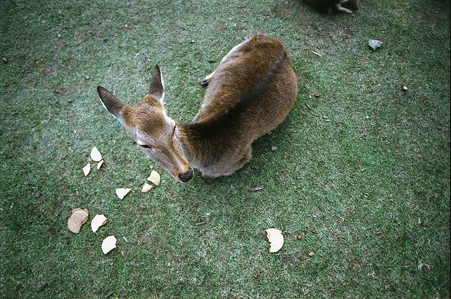 These guys are tired from eating these damn Cookies all day.
Nara Park, Nara 2018

#instadaily #filmstagraeme #filmphotography #filmisnotdead #analogphotography #kodak #35mm #35mmfilm 
#filmcamera #onfilm #shotonfilm #filmisalive #filmshooterscollective #photographylovers #p…