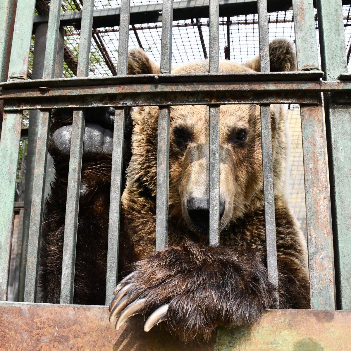 fourpawsint's tweet photo. This is Rocco,one of Albania's #Saddestbears 🇦🇱🐻🆘
Unable to live out his natural instincts,he has resorted to gnawing away at his cage bars&amp;chewing on his claws to combat stress&amp;having been fed nothing but kitchen scraps and bread!We want to get him out: https://t.co/aodlquGJis https://t.co/vSZ5E6yPQE