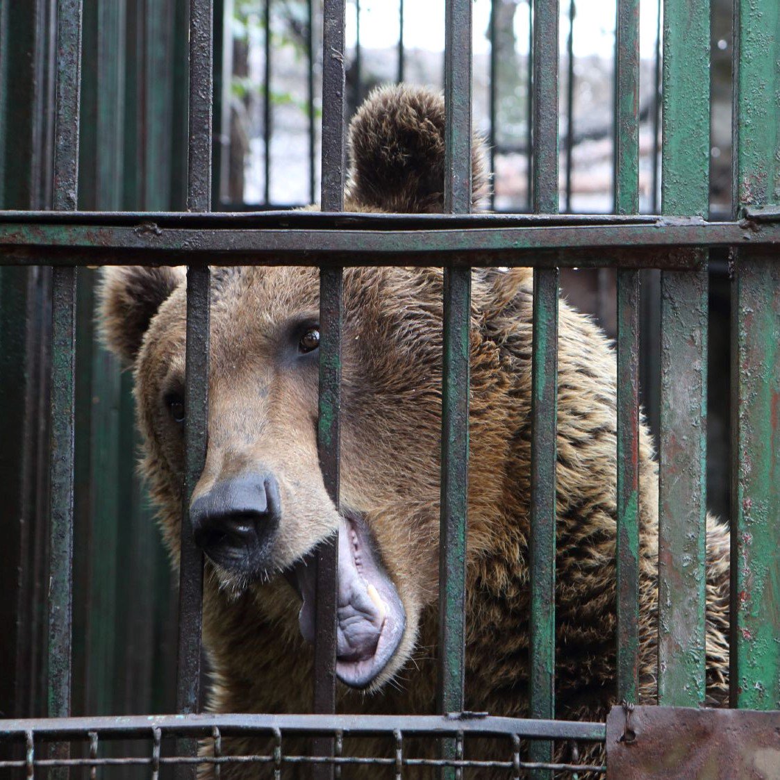fourpawsint's tweet photo. This is Rocco,one of Albania's #Saddestbears 🇦🇱🐻🆘
Unable to live out his natural instincts,he has resorted to gnawing away at his cage bars&amp;chewing on his claws to combat stress&amp;having been fed nothing but kitchen scraps and bread!We want to get him out: https://t.co/aodlquGJis https://t.co/vSZ5E6yPQE