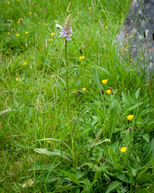stwilfridshayw1's tweet photo. The common spotted orchids in our churchyard are now coming into flower.  Do take a look if you're passing by. Although much more common, the bird's-foot trefoil and the oxeye daisies are looking great, too. #HaywardsHeath @HHTCNews @godsacre @ChichesterDio https://t.co/qmGskURynb